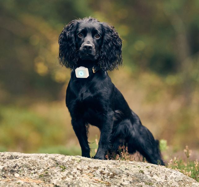 Lildog GPS-tracker til hund