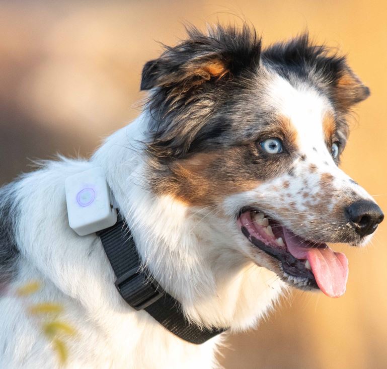 Lildog GPS-tracker til hund